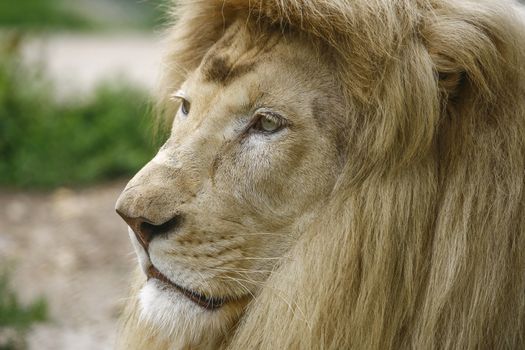 White lion