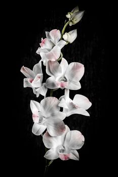 Pink and white orchid flowers on black background