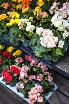 Trays of flowers for sale in plant nursery store