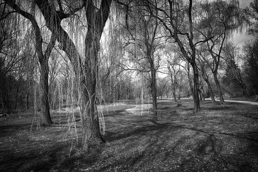 Landscape with willow trees in spring park in black and white. Toronto, Canada.