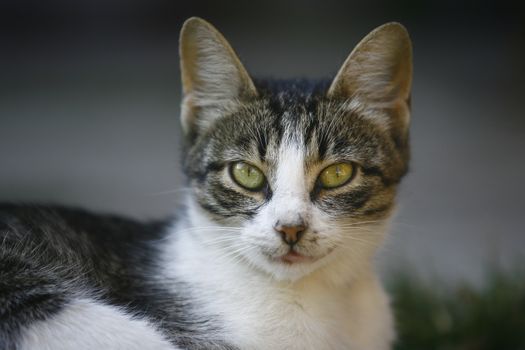 Cat pretty in nature