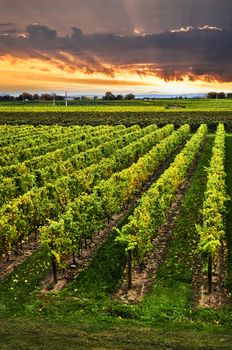 Vineyard at sunset in Niagara peninsula, Ontario, Canada.