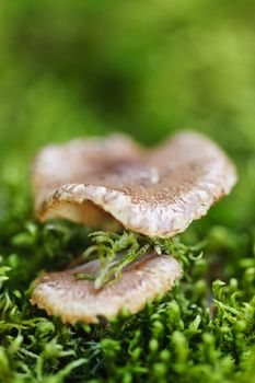 Brown wood mushrooms growing on mossy green forest floor