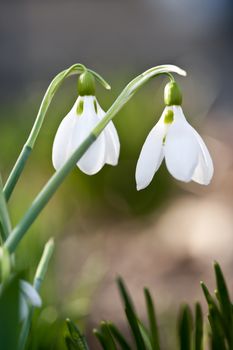 Closeup of white spring snowdrops with delicate green stems