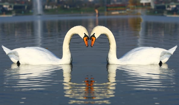 life on the river beautiful swans