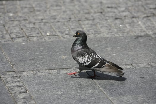 gray dove walk on the street
