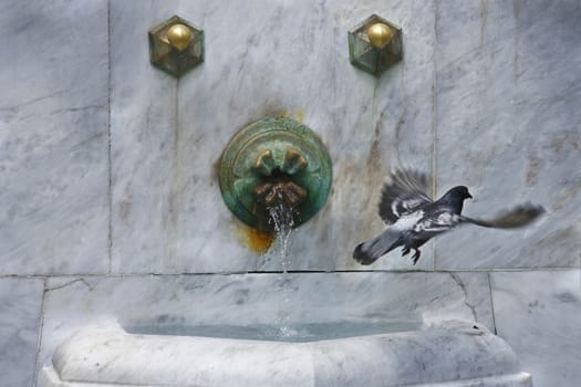 pigeon flying by the fountain
