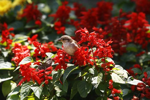 Sparrow, spizella passerina, perched on red flowers
