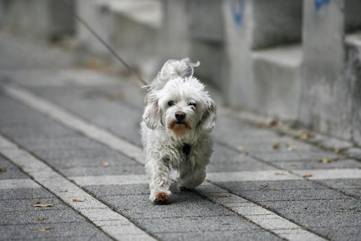 maltese dog in puppy walk in the street