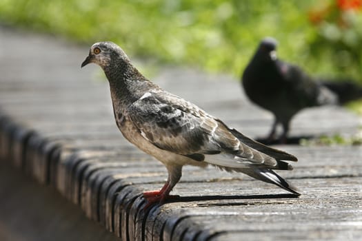 Pigeon posing on a bench