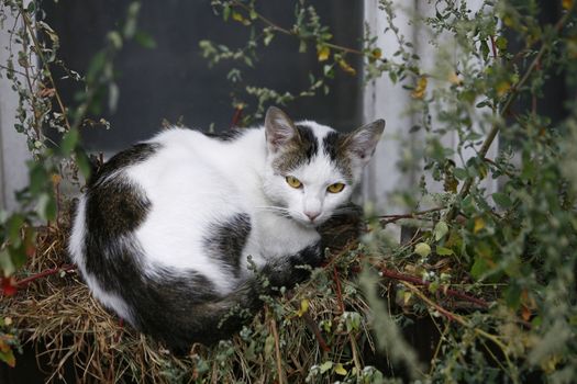 cat on an old window with flowerpots