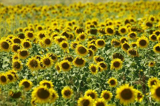 Agriculture stock image Sunflower field