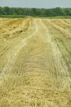 wheat Field after harvesting The mowed grass