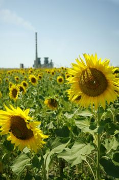 Agriculture stock image Sunflower field near factories