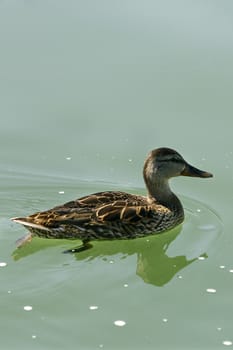 Portrait of a females of duck on the water