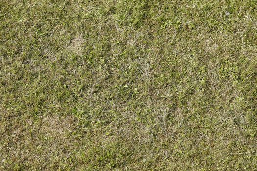 green grass texture or background of golf course and football soccer field