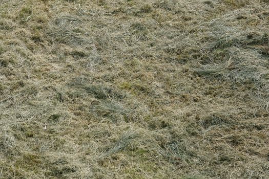 green grass texture or background of golf course and football soccer field