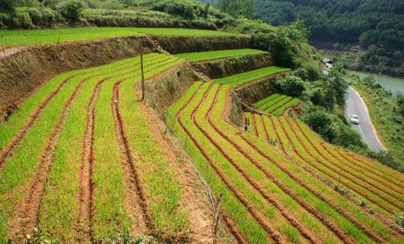 Green vegetable terrace garden with terrace down to the asphalt road 