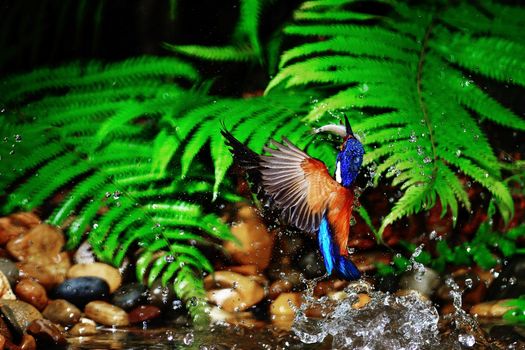 Blue-eared Kingfisher (Alcedo meninting)
This is male Blue-eared Kingfisher. Taking from Satun Province in Thailand during he is catching fish from small pool.
