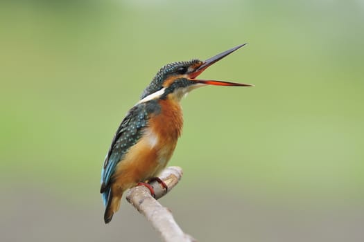 Common Kingfisher (Alcedo atthis)
This picture is female. She is sitting on perch for resting and open her mouth, taken picture from the Mahachai Mangrove Research Station in Thailand.
