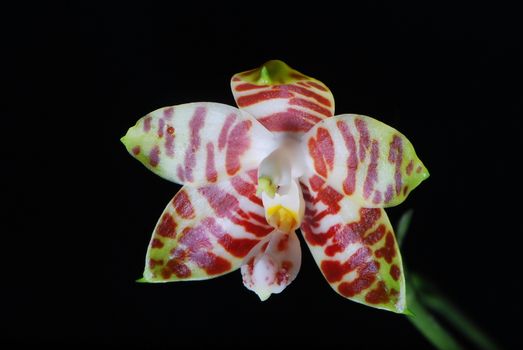 This is Phalaenopsis amboinensis. The beauitful parent is used for producing a new variety to commercial scale of orchid market.