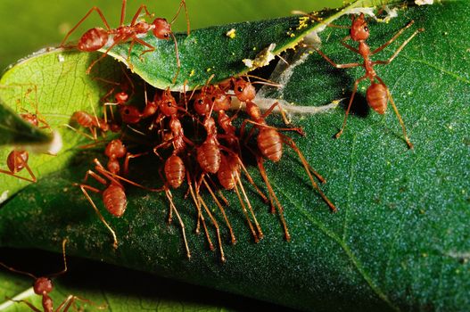 This picture is idicated for a red ant teamwork to create a resting.