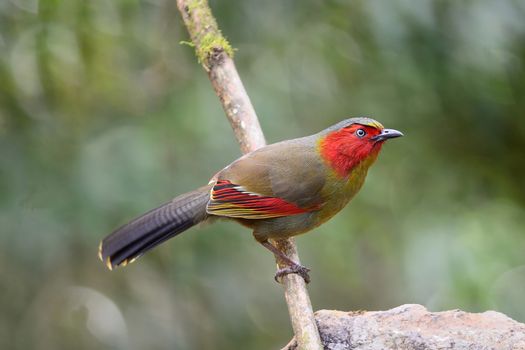 Scarlet-faced Liocichla (Liocichla ripponi)
Habitat : Secondary  growth, scrub and grass, broadleaved evergreen forest ; 1.400-2,200 m. Usually found single; in pair or small groups; skulking and unobtrusive.
Taken this picture from Doi Lang, Chaing Mai Province in Thailand