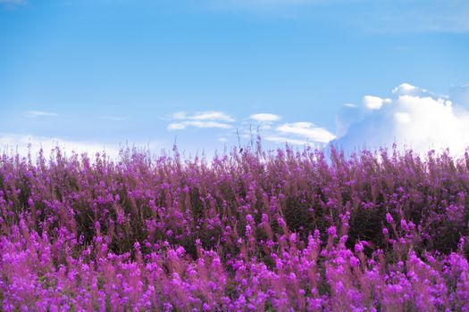 Beautiful Purple Radiant Orchid is the color for 2014) Flowers and blue sky