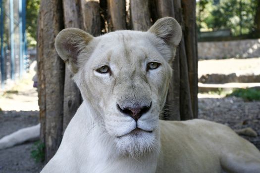 relaxed white lion with a view