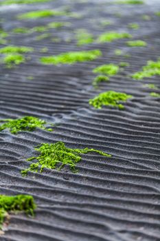 Details and Line in the Sand texture of a Beach with green Algae