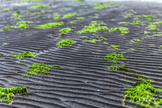 Details and Line in the Sand texture of a Beach with green Algae