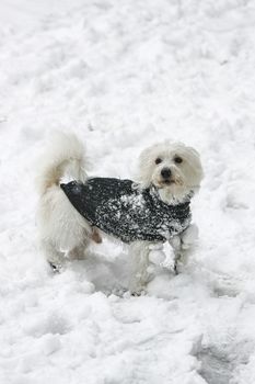 little white dog terrier in winter