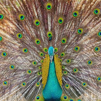 Beautiful Green Peafowl (male) with colorful tail fully open 