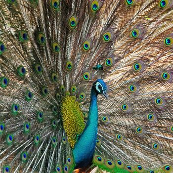 Beautiful Green Peafowl (male) with colorful tail fully open