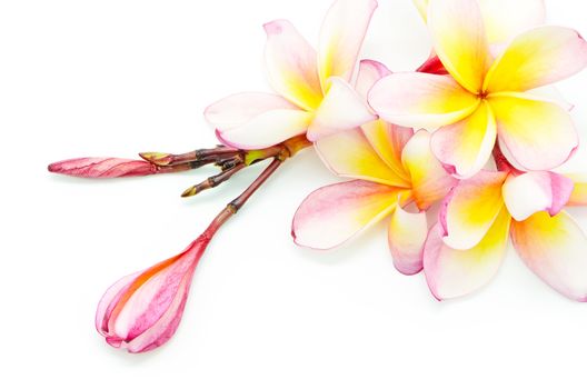 Blossom of orange Plumeria flower, isolated on a white background