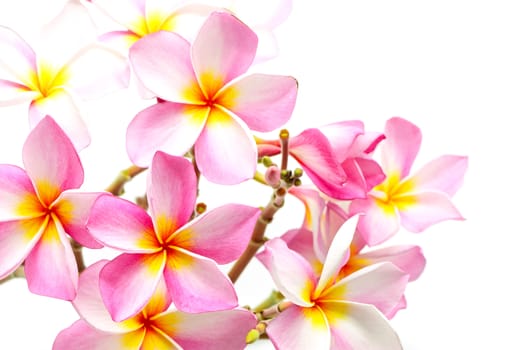 Beautiful pink Plumeria flower, isolated on a white background