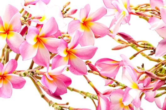 Beautiful pink Plumeria flower, isolated on a white background