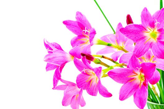 Blossom of pink Zephyranthes Lily, Rain Lily, Fairy Lily, Little Witches, isolated on a whte background