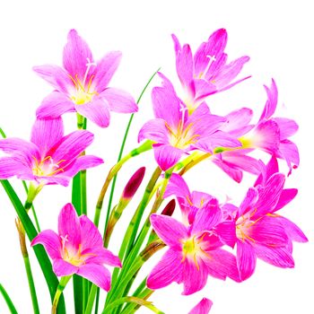 Blossom of pink Zephyranthes Lily, Rain Lily, Fairy Lily, Little Witches, isolated on a whte background