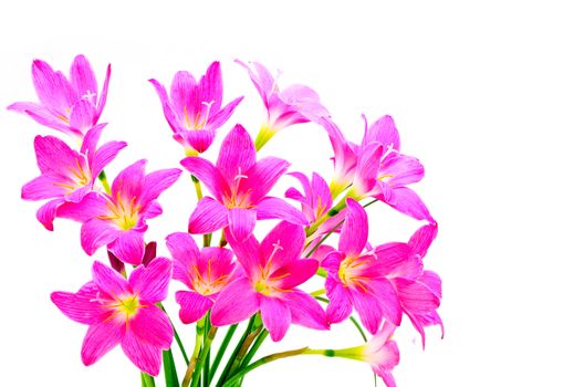 Blossom of pink Zephyranthes Lily, Rain Lily, Fairy Lily, Little Witches, isolated on a whte background