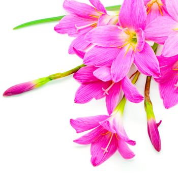 Blossom of pink Zephyranthes Lily, Rain Lily, Fairy Lily, Little Witches, isolated on a whte background