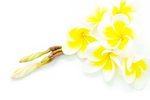 Blossom of yellow Plumeria flower, isolated on a white background
