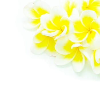 Blossom of yellow Plumeria flower, isolated on a white background