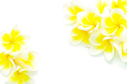 Blossom of yellow Plumeria flower, isolated on a white background