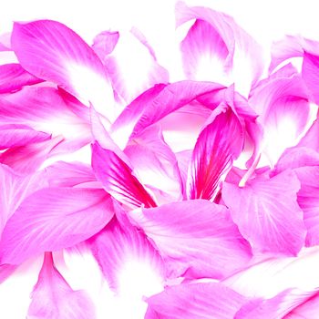 Beautiful pink flower, petals of Bauhinia purpurea, isolated on a white background 