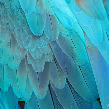 Blue and Gold Macaw feathers