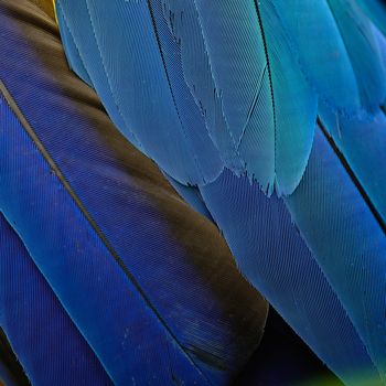 Blue and Gold Macaw feathers