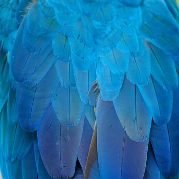 Blue and Gold Macaw feathers