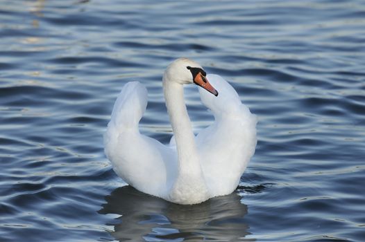 swan on blue lake water in sunny day, swans on pond