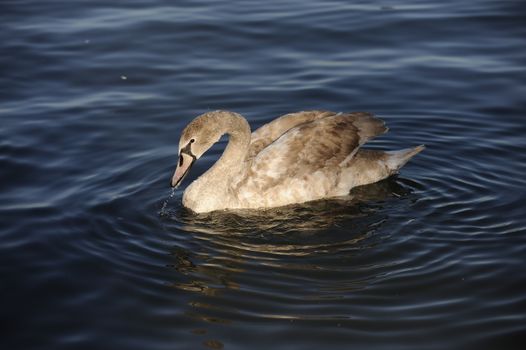 life on the river beautiful swan